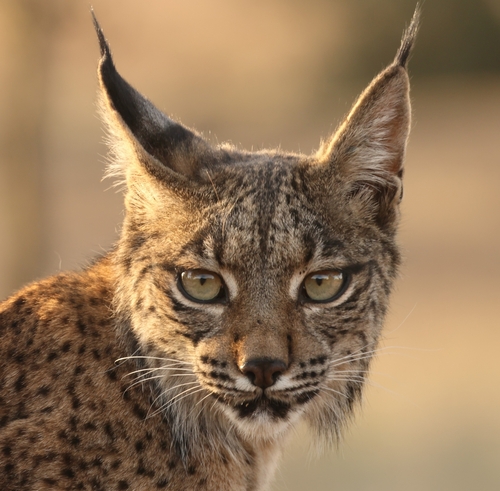 Imagen de lince